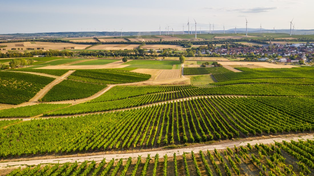 Rheinhessen-2020-519, &copy; Dominik Ketz