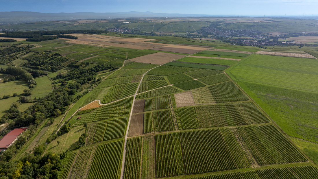 Nieder-Hilbersheimer Steinacker, &copy; Torsten Silz