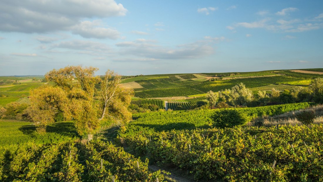 wijngaard_kl, &copy; Weingut Rollanderhof