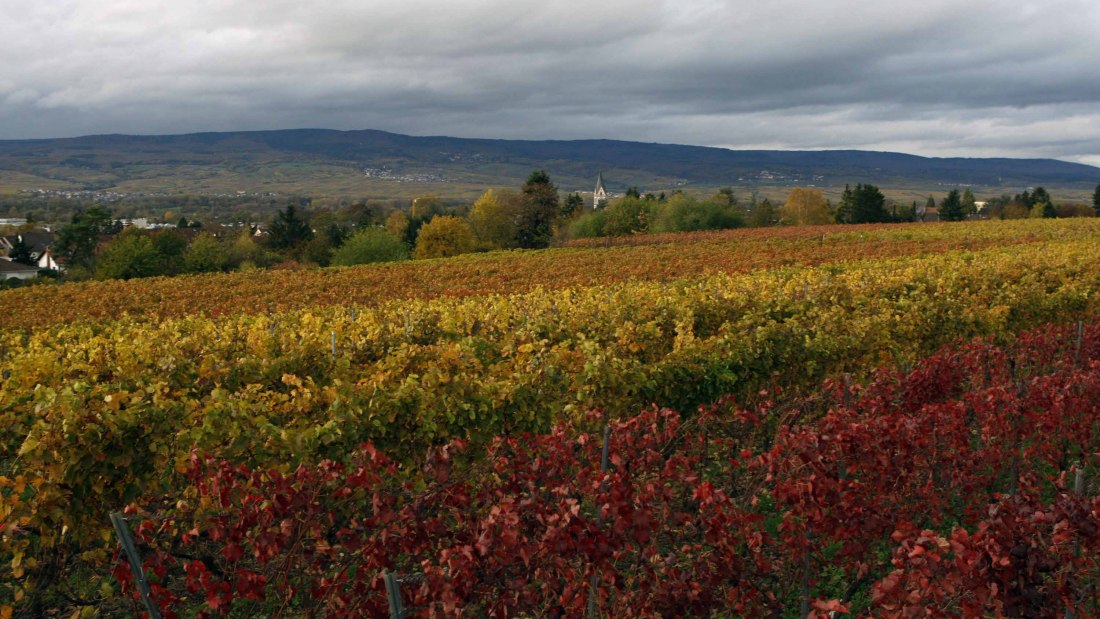 J. Neus_Reben, © Andreas Durst