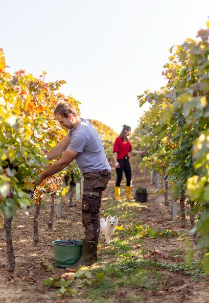 &copy; Weingut Eckert