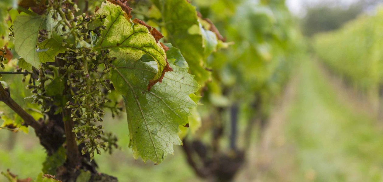 Friday 1, &copy; Weingut Freitag