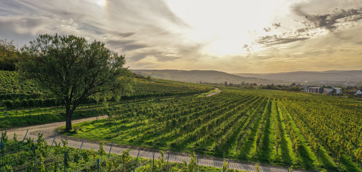 &copy; &Ouml;koweingut Arndt F. Werner
