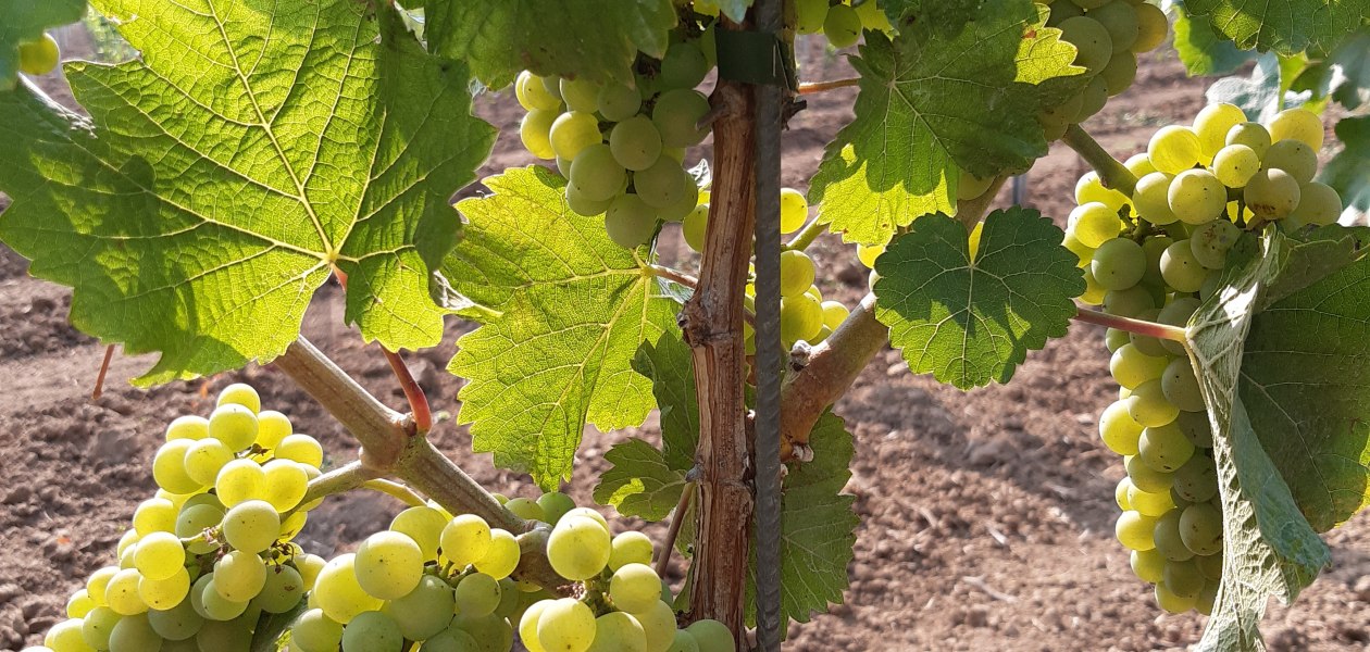 &copy; Weingut Holzm&uuml;hle