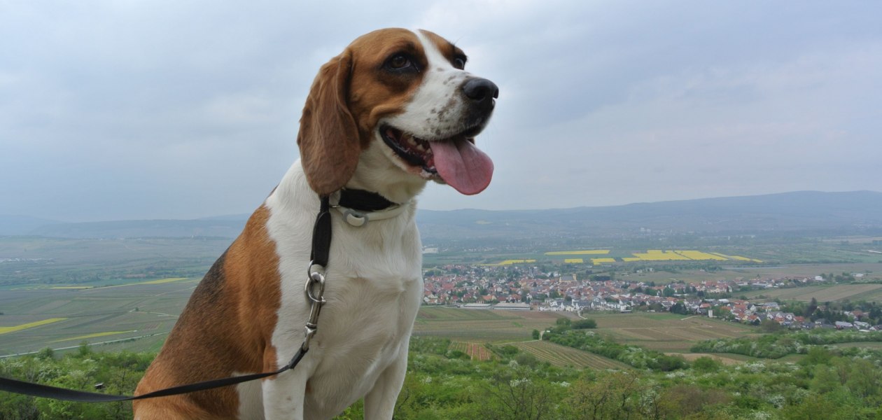 &copy; FamilienWeinGut Feser