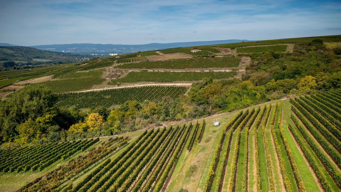 Groß-Winternheimer Bockstein