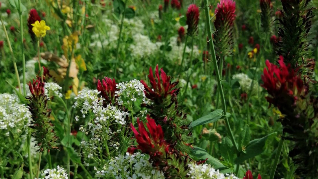 &copy; Weingut Kronenhof