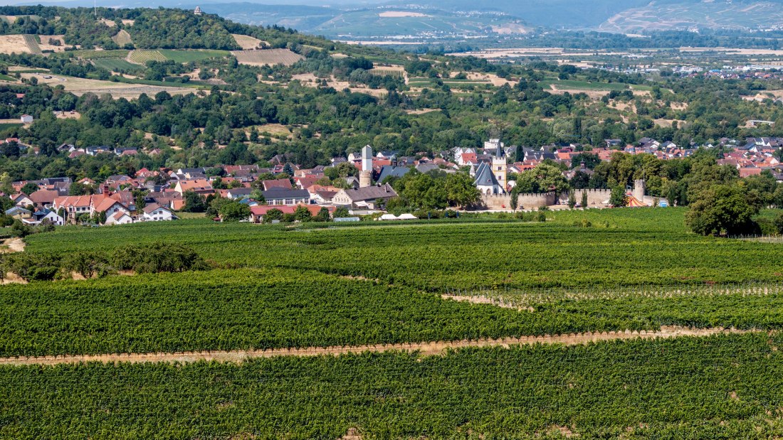 Ingelheimer Burgberg-104 Kopie, &copy; Torsten Silz