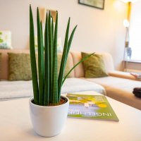 Ingelheim erleben © TI IKUM