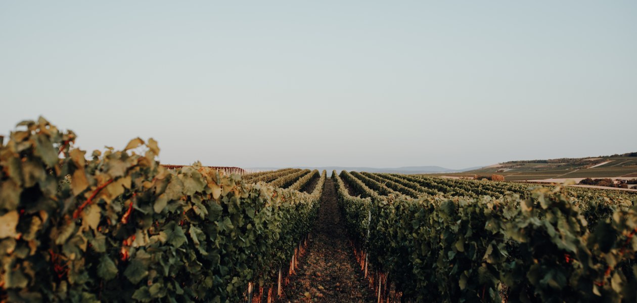 &copy; Weingut Bernhard
