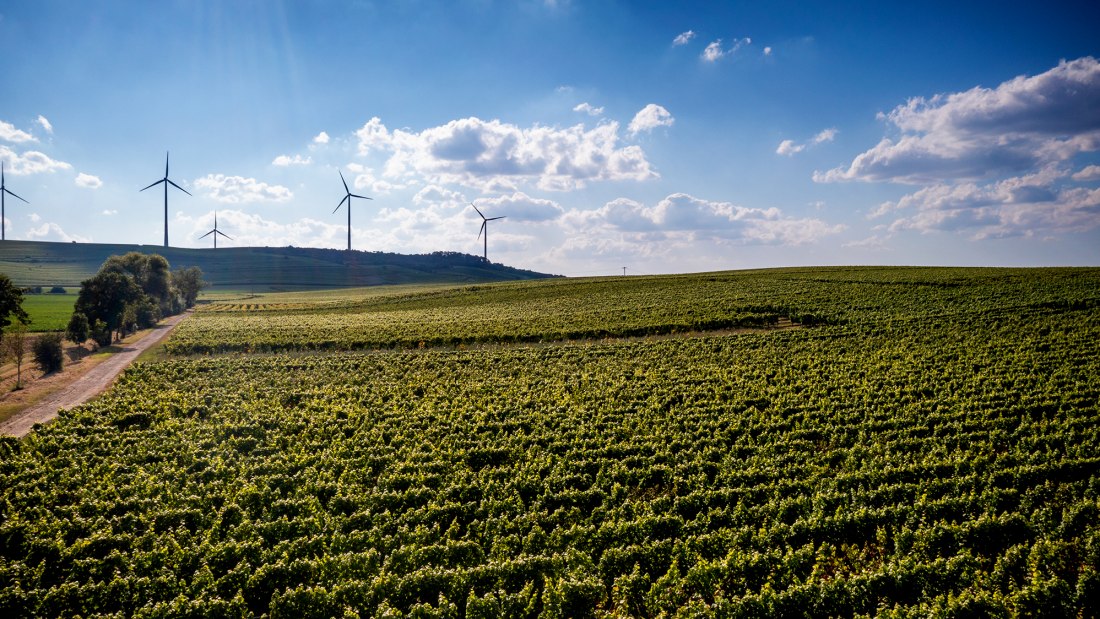 Dittelsheimer Leckerberg