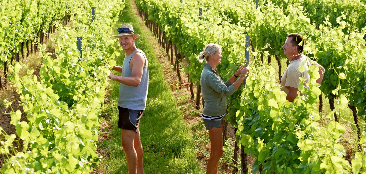 Weingut Hofmann_Weinreben, © Weingut Hofmann