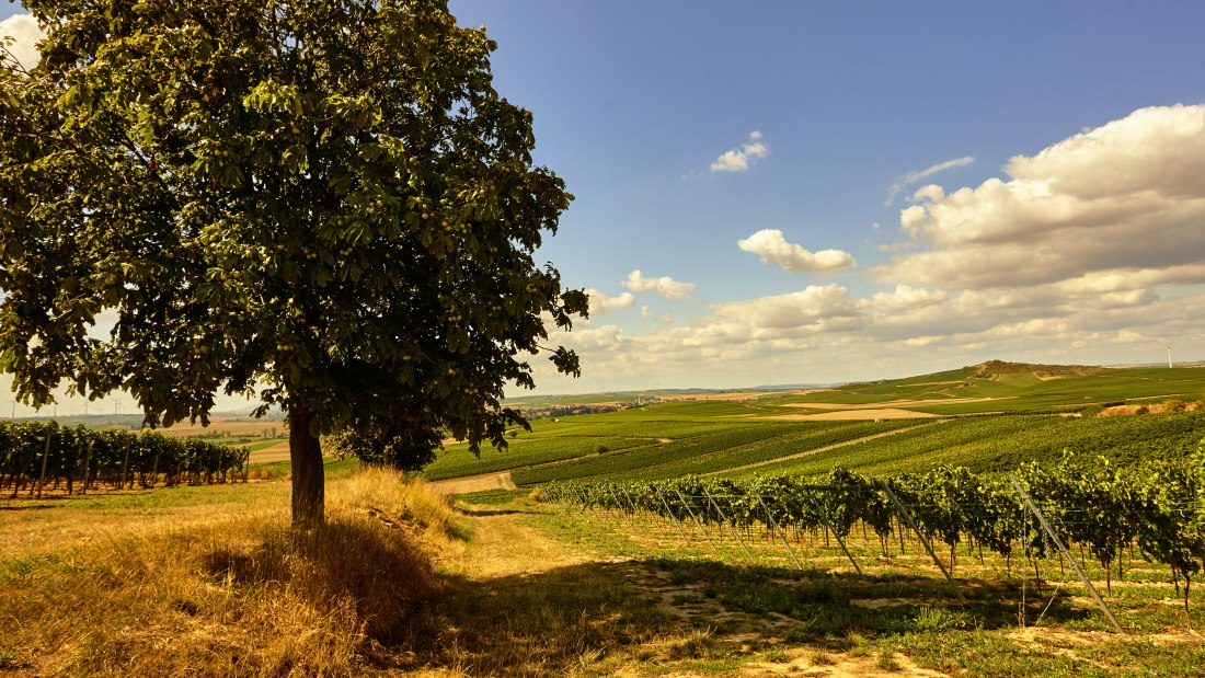 © Weingut Johanneshof