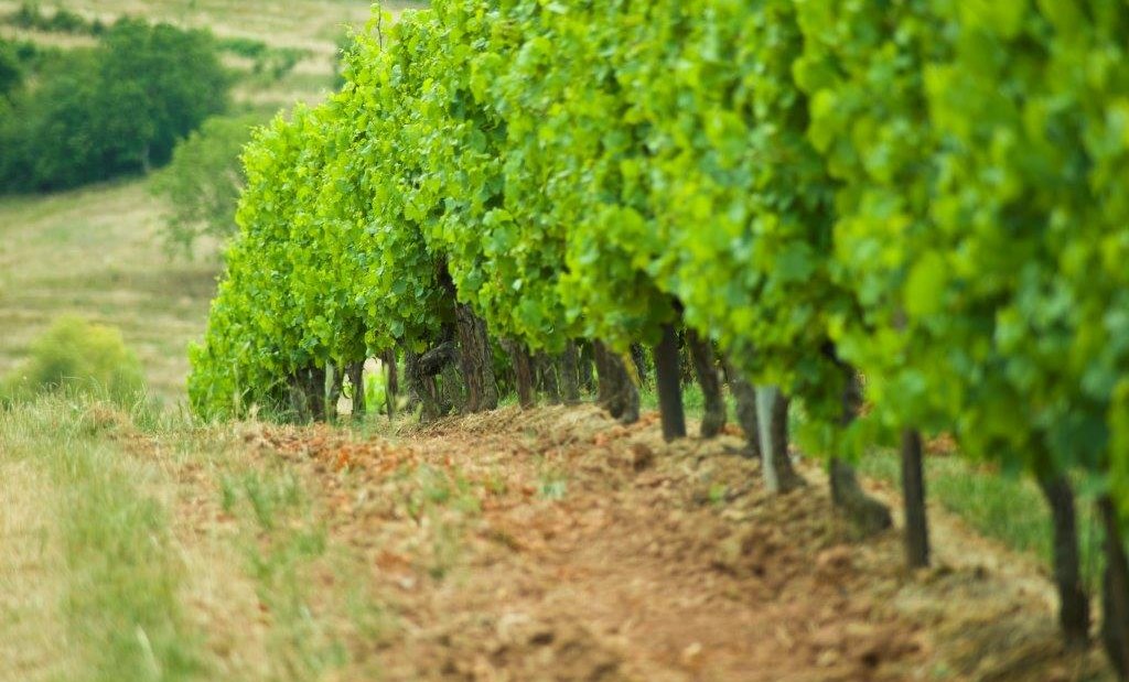 GutGall&eacute;_Rebe, &copy; GutGall&eacute;