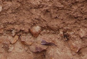 Vulkanstein Rigosol, &copy; Landesamt f&uuml;r Geologie und Bergbau Rheinland-Pfalz