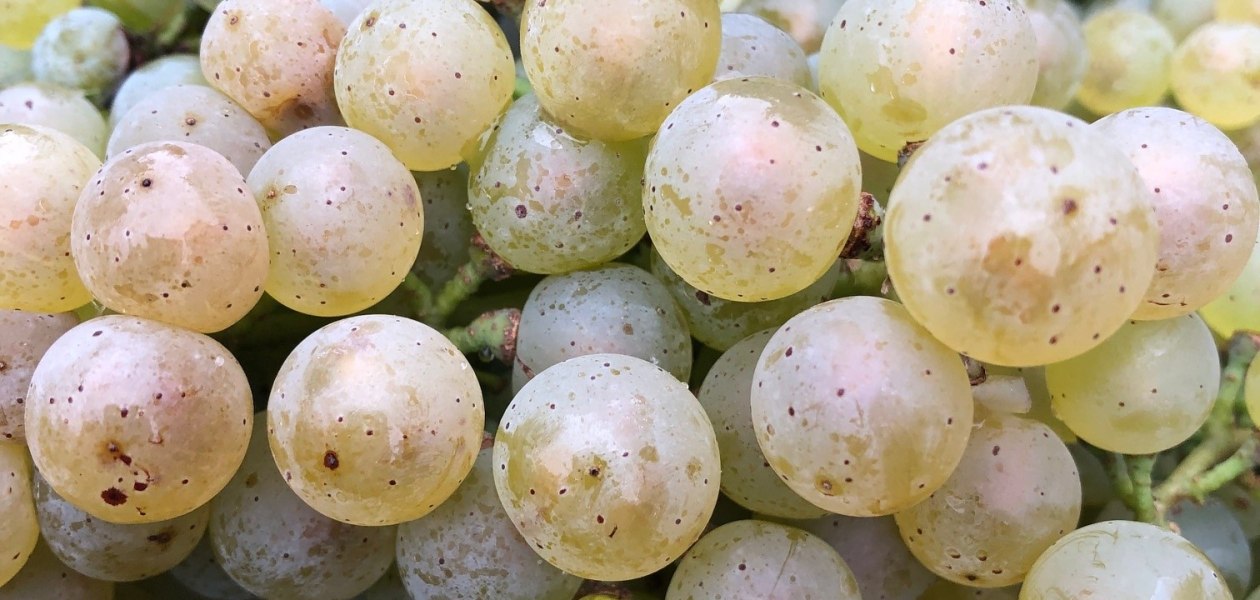 Weingut Seebrich_Herbst, &copy; Weingut Seebrich