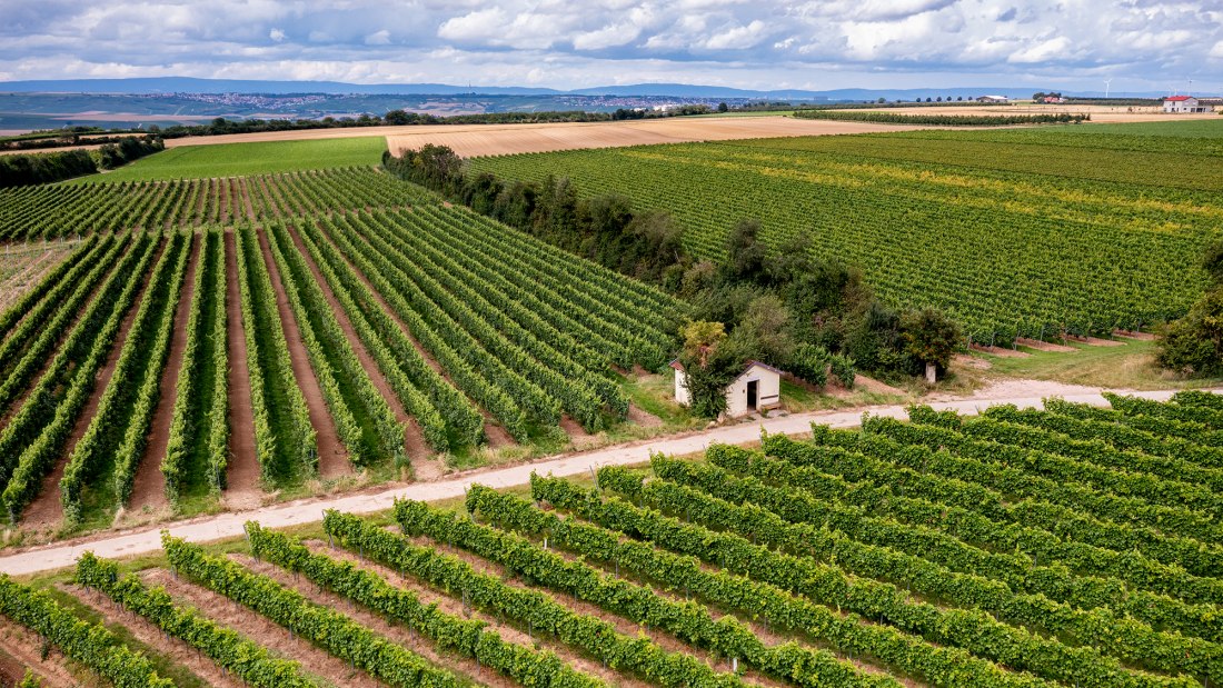 Zornheimer Vogelsang