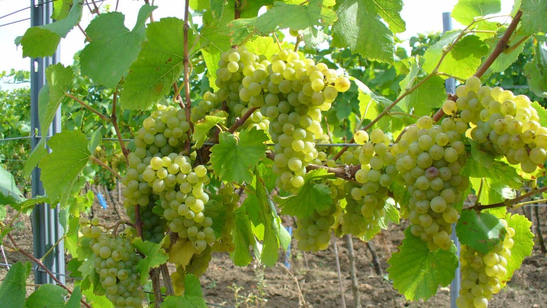 Pfaff wines white grapes Internet, &copy; PFAFF WEINE