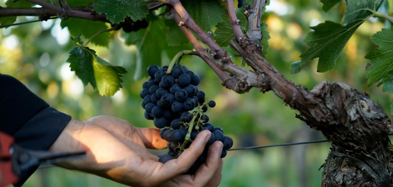 Weingut Eppelmann_Trauben, &copy; Weingut Eppelmann