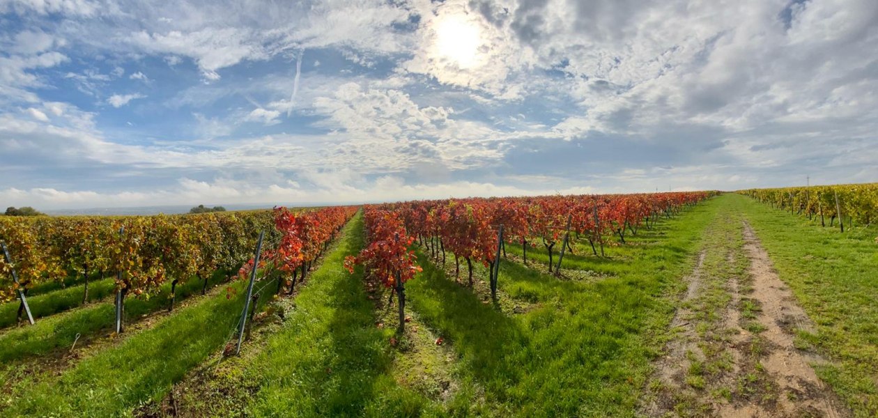 photo-2019-10-20-12-59-15_1, &copy; Weingut Erwin Ginz