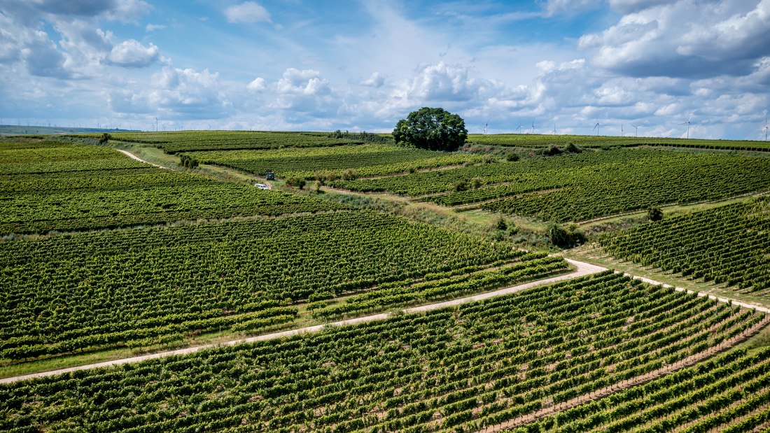 Bechtheimer Geyersberg