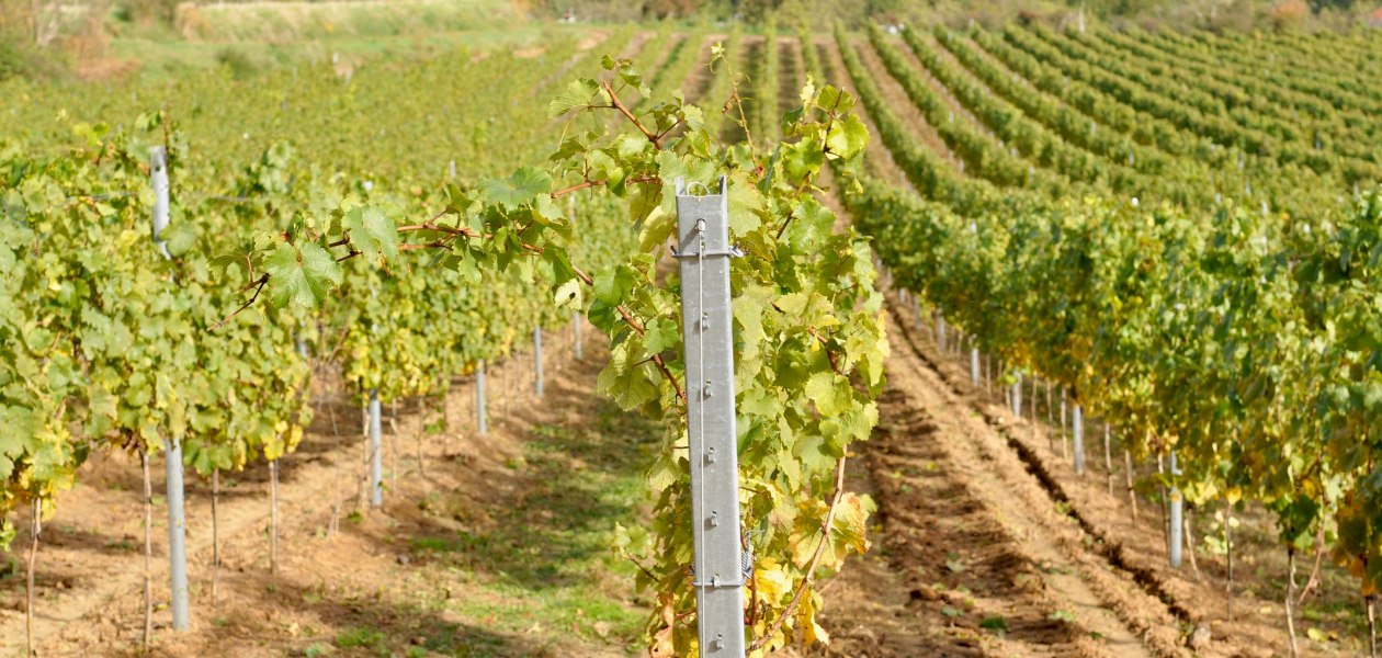 Weingut Müsel_Weinberg