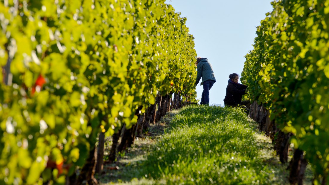 &copy; Weingut Georg Gustav Huff