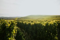 Winzerhof Diegel_Weinreben, &copy; Winzerhof Diegel