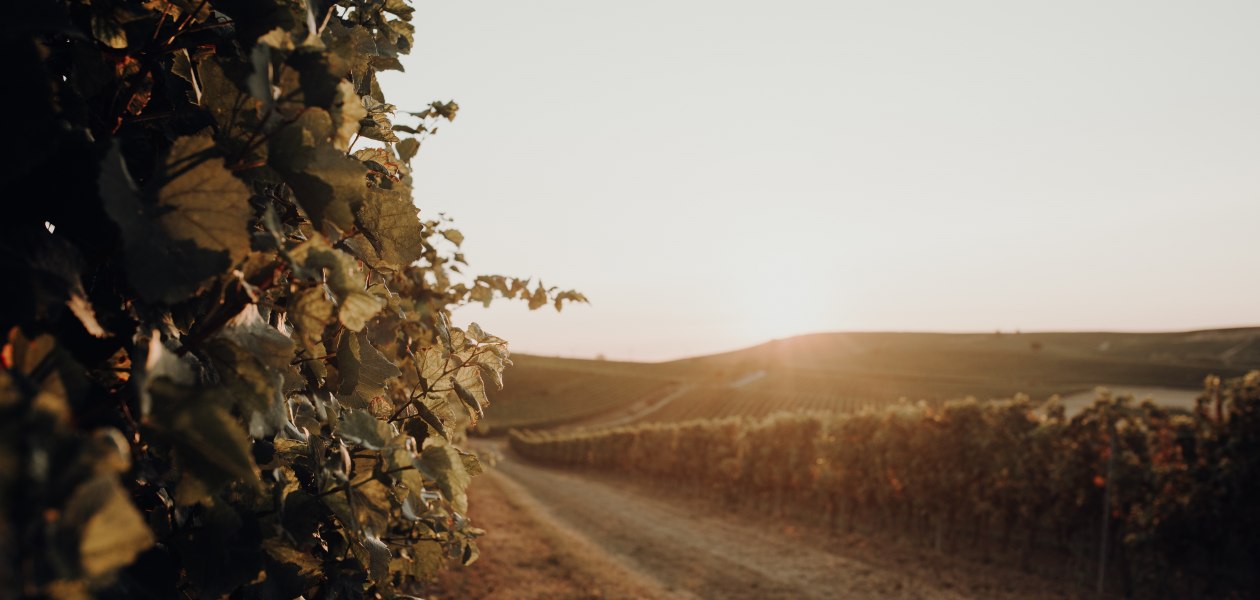 &copy; Weingut Bernhard