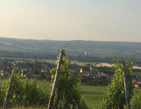 FamilienWeinGut Feser_Weinber, &copy; FamilienWeinGut Feser