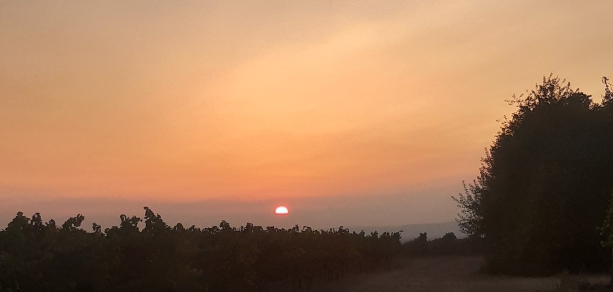 Weingut Holzm&uuml;hle_Weinberg, &copy; Weingut Holzm&uuml;hle